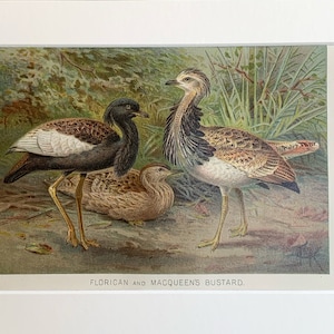 1895 Original Antique Florican & Macqueen&#39;s Bustard Chromolithograph Print, Mounted And Matted In Antique White Or Black Ready To Frame