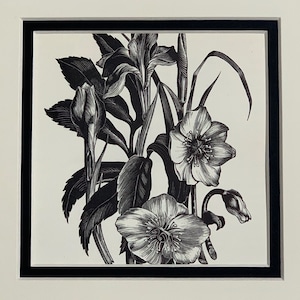 1935 Original Vintage Clare Leighton Wood Engraving &#39;Iris And Christmas Roses&#39; Botanical Print - Mounted & Matted - 8 x 8 Inches
