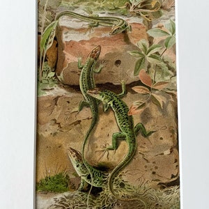 1896 Original Antique Wall Lizards Chromolithograph Print, Mounted And Matted In Antique White/Black Ready To Frame