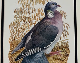 1947 Original Vintage Lithograph Bird Print Of A Woodpigeon Mounted And Matted In A Choice Of Colours - 12 x 10"