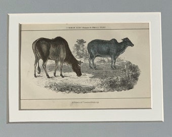 Original antique chromolithograph print 1880 Zoology Natural History Animals Livestock Cattle Cow Bull Brahmin Durham Zebu