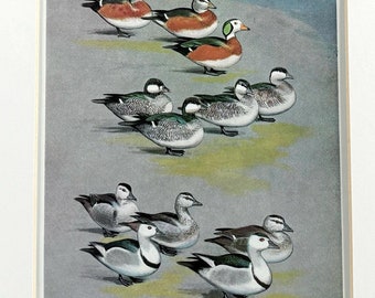 1975 Original Vintage Waterfowl Bird Plate - Pygmy Geese - Available Mounted And Matted - 12 x 10 Inches