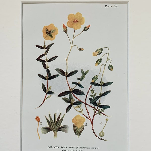 1915 Vintage original flor botánico común roca rosa planta litografía impresión, montado & mate listo para enmarcar