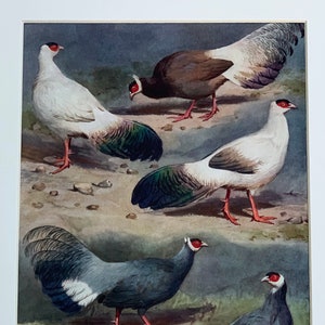 c ornithology art bird print original vintage lithograph bird of prey print King Vulture 1934 VULTURE PRINT