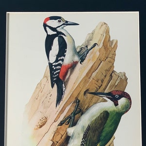 1947 Original Vintage Charles Tunnicliffe Bird Lithograph - Great Spotted & Green Woodpecker - Available Mounted And Matted - 12 x 10 Inches