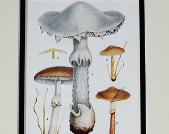 1911 Original Vintage British Fungi Lithograph Print - Mounted & Matted In Black Or Ivory - 10 x 8"