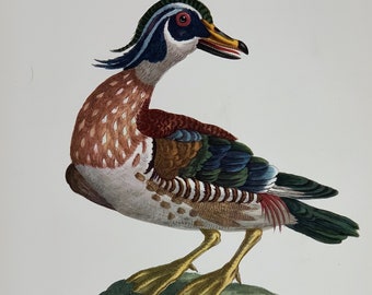 1953 Original Vintage Large Lithograph Bird Print Of A Wood Duck By Manetti  - 19 x 13"
