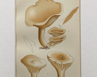 1898 Original Antique Chromolithograph Print Of British Fungi Mounted And Matted In A Choice Of Colours Ready To Frame