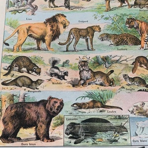Original 1922 Antique Coloured French Lithograph Print Of Mammals Mounted And Matted Black Or White - 12 x 10 Inches