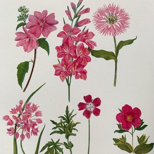1924 Vintage Original British Garden Flower Botanical Lithograph Print - Montato e opaco in una scelta di colori - 12 x 10 pollici