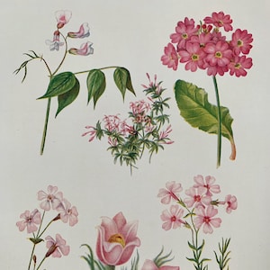 1924 Vintage Original British Garden Flower Botanical Lithograph Print - Mounted And Matted In A choice Of Colours - 12 x 10 Inches