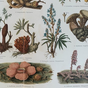 1897 Original Antique Chromolithograph Print Of Parasitic Plants Mounted & Matted In A Choice Of Colours Ready To Frame 14 x 11 image 1