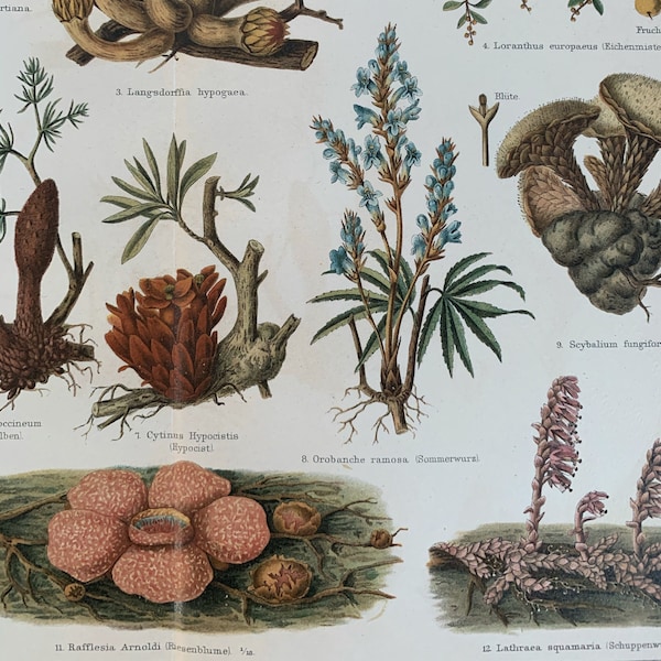 1897 Original Antique Chromolithograph Print Of Parasitic Plants - Mounted & Matted In A Choice Of Colours Ready To Frame - 14 x 11"