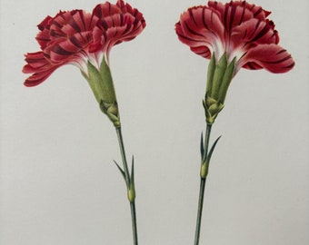Grande estampe botanique vintage d'œillets, peinte par Rory McEwen dans les années 1950 - Disponible encadrée et sous passe-partout - 35,5 x 28 cm