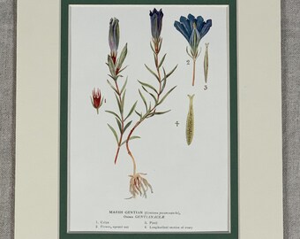 Gentiana lutea Great Yellow Gentian Marsh GENTIAN 1927 Beautiful European CENATAURY SPRING Gentian Original Antique Chromolithograph