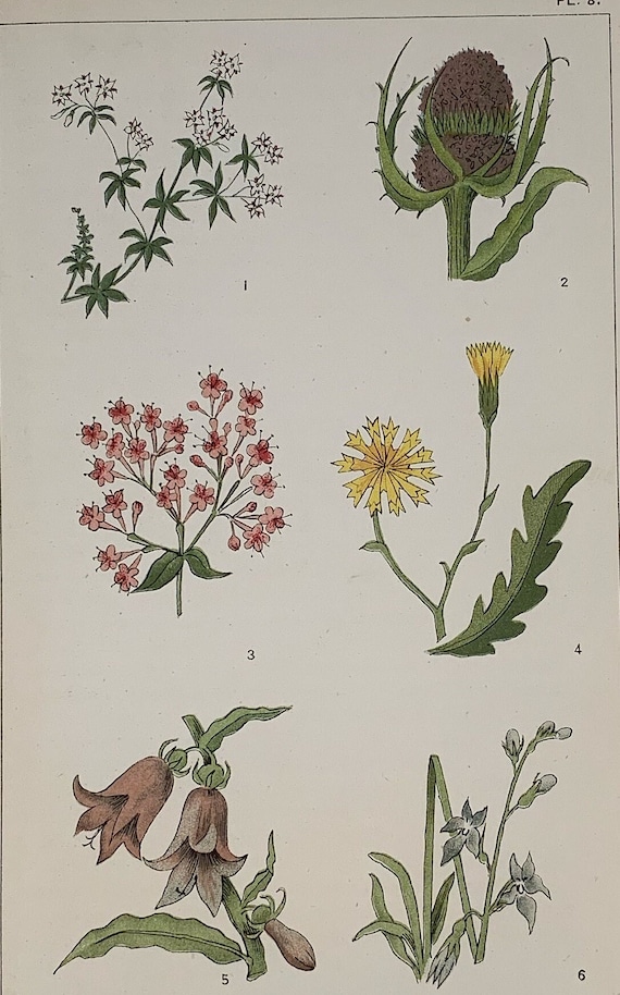 vintage⌇classic flower OP Circa 1870 Original Antique Botanical Wild Flower Lithograph