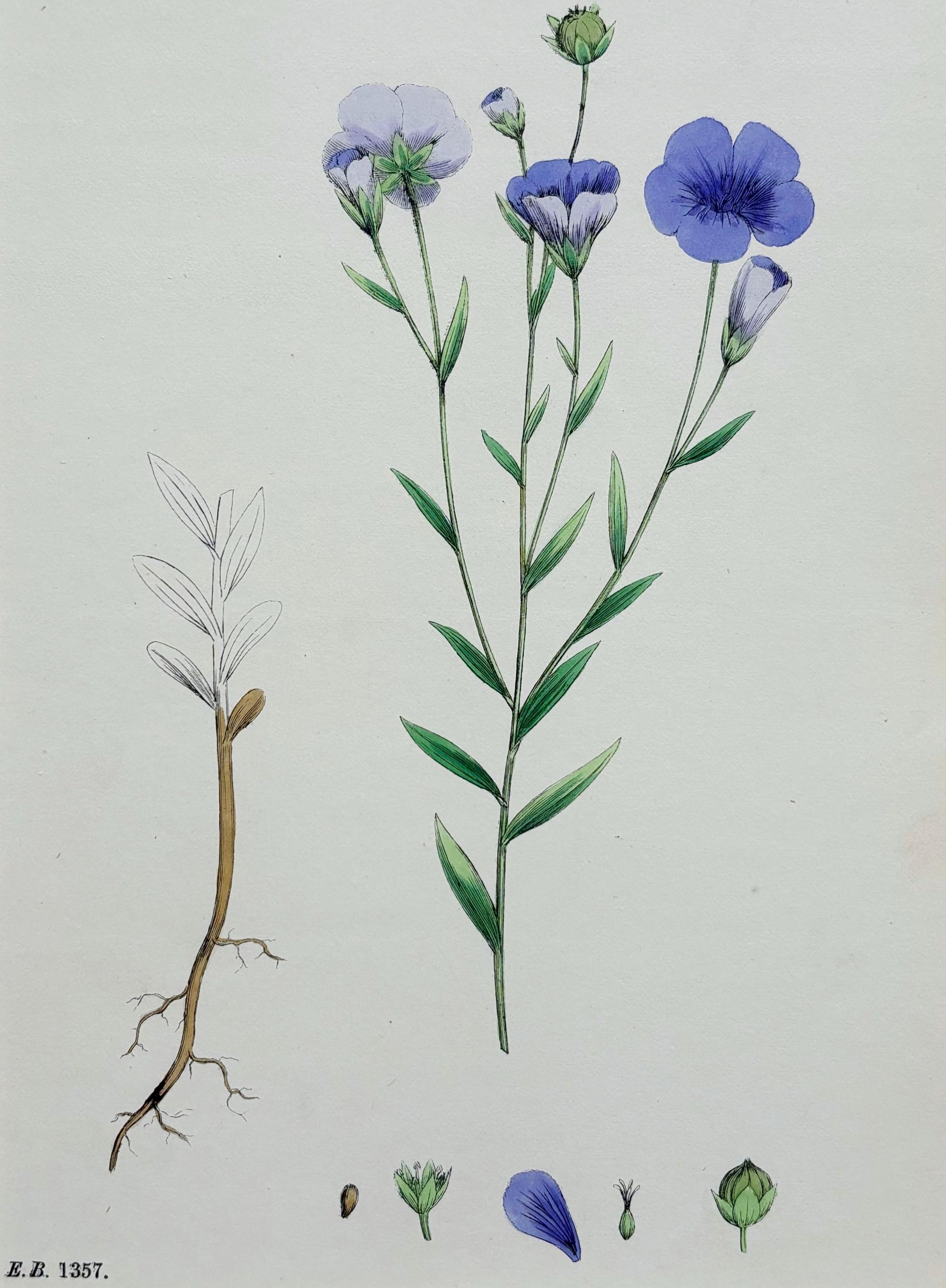 オリジナルアンティーク英国植物画ハンドカラープリント 1873年