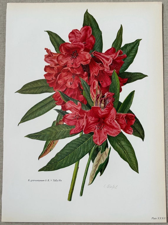 1962 Original Vintage Large Rhododendron Print - Griersonianum & Tally Ho -  16 X 11.5 Inches - Etsy Ireland