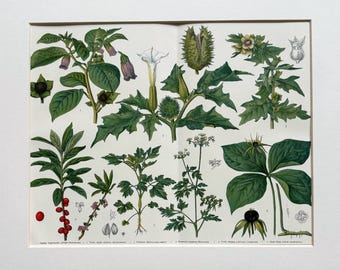 Lámina botánica original de época, circa 1900 - Plantas venenosas británicas - Montada y enmarcada en varios colores - 12 x 10 pulgadas