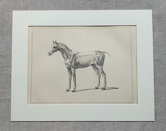 Estampe Ancienne De Marguerite D'autriche