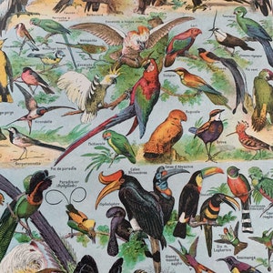 Original 1922 Antique Coloured French Lithograph Print Of Birds Mounted And Matted Black Or White - 12 x 10 Inches