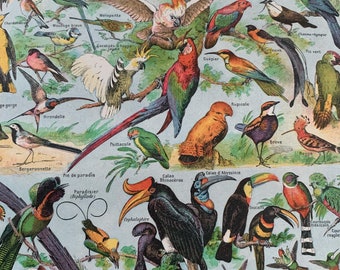 Original 1922 Antique Coloured French Lithograph Print Of Birds Mounted And Matted Black Or White - 12 x 10 Inches