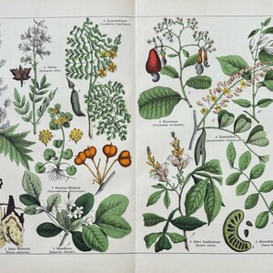1887年オリジナルアンティーク植物彫刻 - 16 x 12インチ