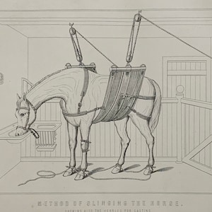 Könnte beinhalten: Eine Schwarzweißillustration eines Pferdes, das mit einem Flaschenzug angehoben wird. Das Pferd steht in einem Stall und trägt ein Geschirr. Die Bildunterschrift lautet "Methode zum Aufschwingen des Pferdes. Zeigt auch die Fesseln zum Werfen."