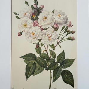 1954 Original Vintage Botanical P. J. Redoute Rose Print - Mounted & Matted In A Choice Of Colours - 16 x 12 Inches