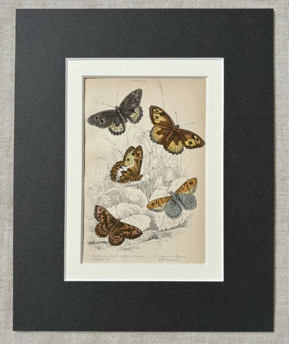 1881年 イギリスの蝶のオリジナルアンティーククロモリトグラフ