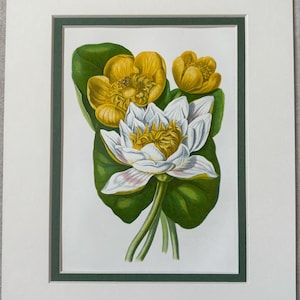 Litografía/impresión botánica antigua original de flores silvestres británicas de Anne Pratt, década de 1850, montada y enmarañada en una selección de colores, 25,4 x 20,3 cm.