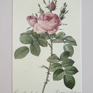 1954 Original Vintage Botanical P. J. Redoute Rose Print - Mounted & Matted In A Choice Of Colours - 16 x 12 Inches