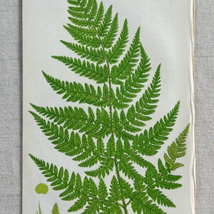 1855 - Original Antique Botanical Anne Pratt British Fern Print/Chromolithograph - 9 x 5.5 Inches