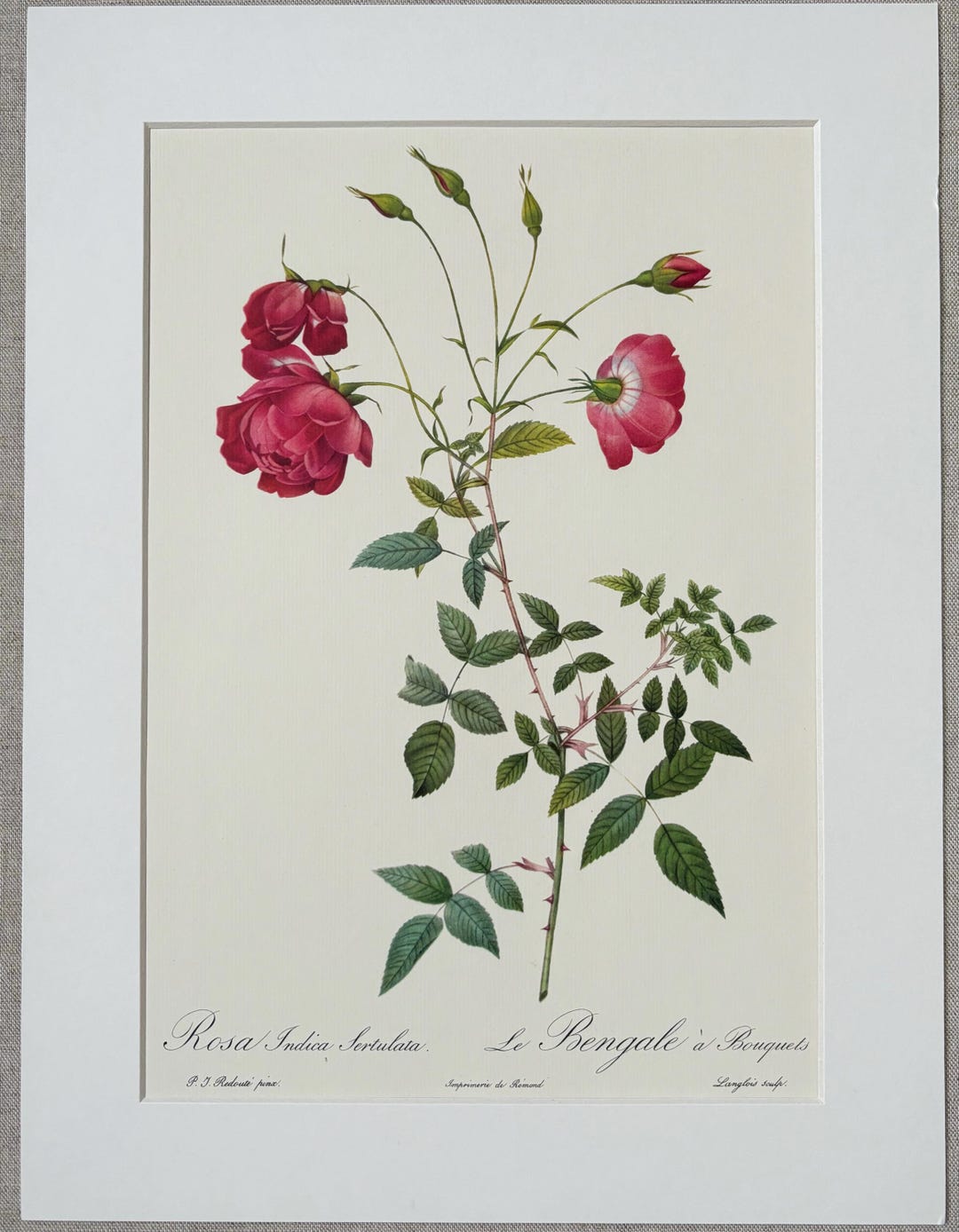 Large 1954 Original Vintage Botanical P. J. Redoute Rose Print
