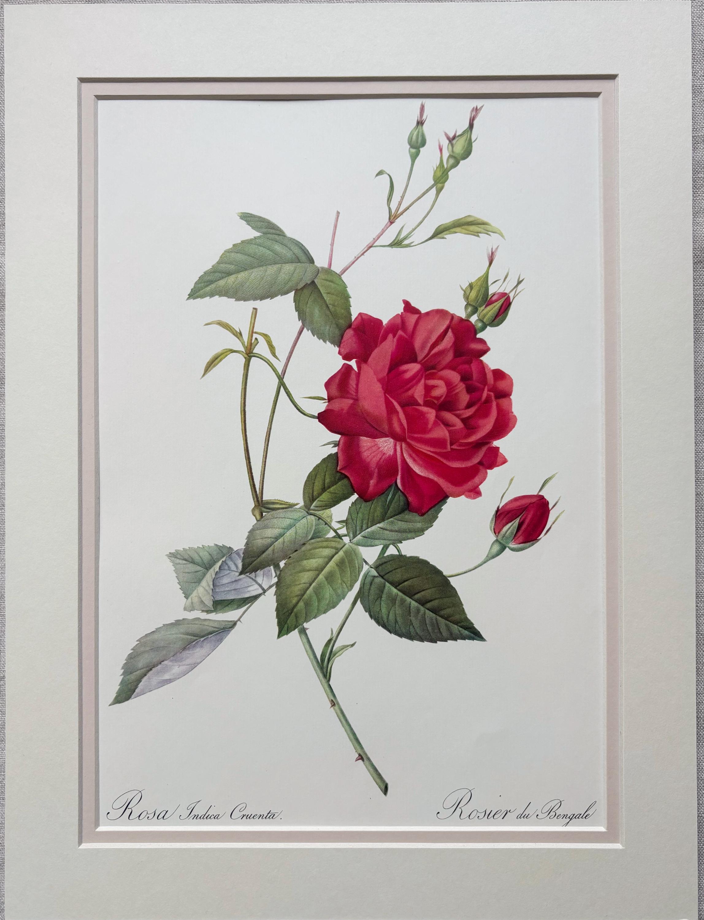 P.J. Redouté ピンクのバラ 絵画 il_fullxfull.6959823461_ahpc.jpg