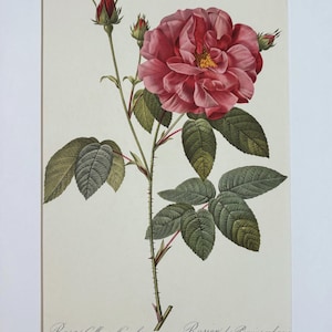 1954 Original Vintage Botanical P. J. Redoute Rose Print - Mounted & Matted In A Choice Of Colours - 16 x 12 Inches