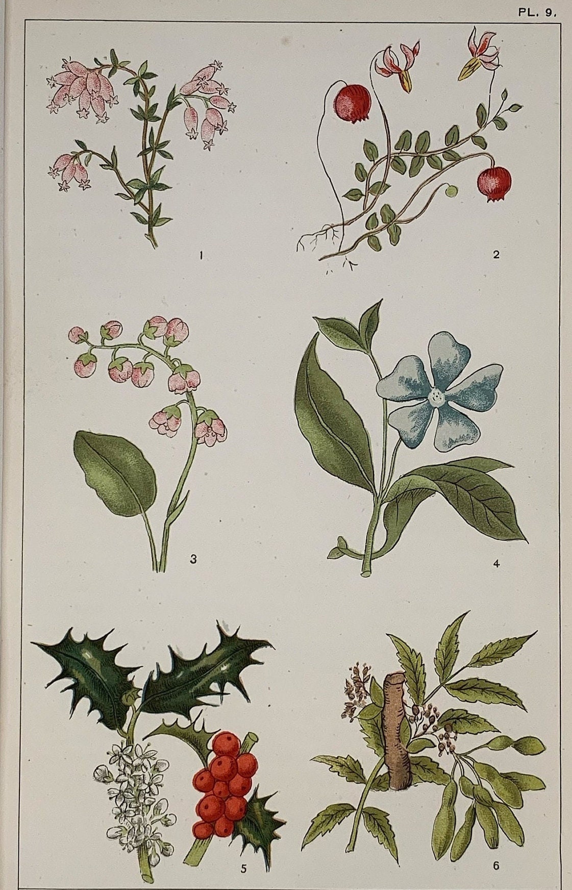 vintage⌇classic flower OP Circa 1870 Original Antique Botanical Wild Flower Lithograph