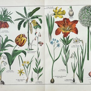 1887年オリジナルアンティーク植物彫刻 - 16 x 12インチ