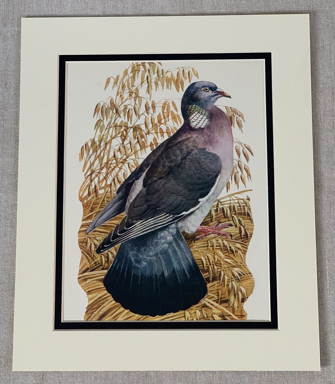 1947 Original Vintage Charles Tunnicliffe Bird Print - A Woodpigeon