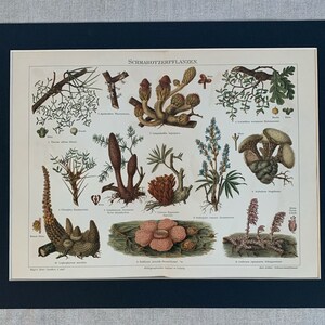 1897 Original Antique Chromolithograph Print Of Parasitic Plants Mounted & Matted In A Choice Of Colours Ready To Frame 14 x 11 image 3