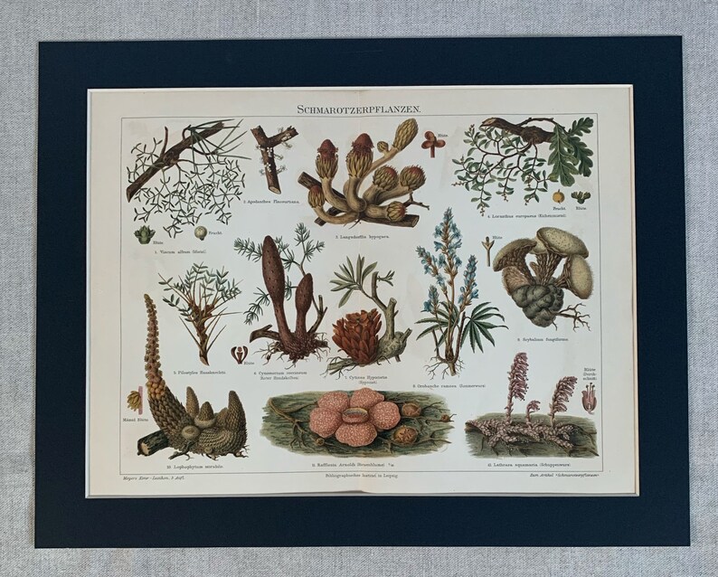 1897 Original Antique Chromolithograph Print Of Parasitic Plants Mounted & Matted In A Choice Of Colours Ready To Frame 14 x 11 image 3