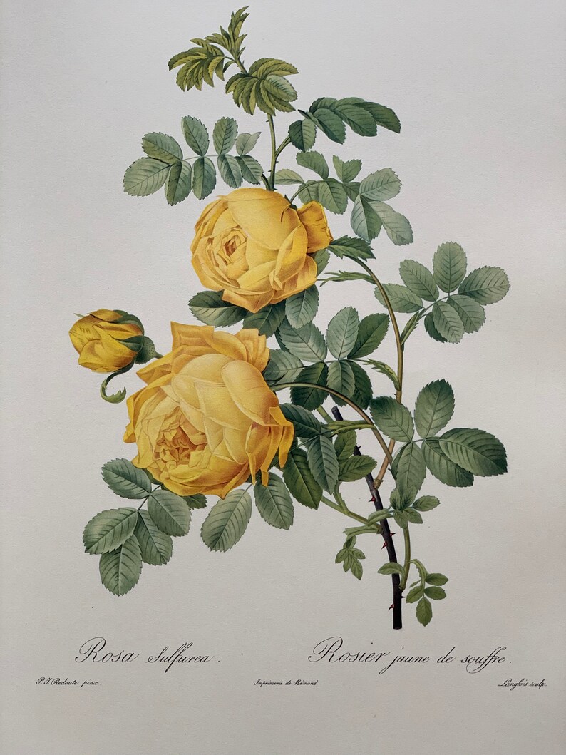 Original 1956 Vintage Large Coloured Lithograph Botanical Print Of Sulphur Rose Flower By PJ Redout\u00e9 1819 Size 19 x 13