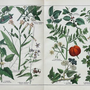 1887年オリジナルアンティーク植物彫刻 - 16 x 12インチ
