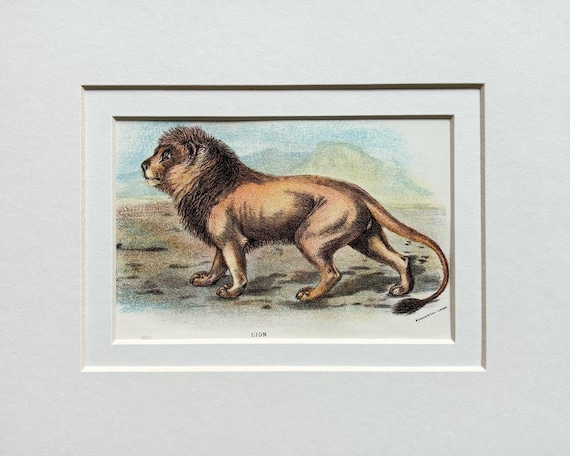 オリジナルアンティークイラスト 大型猫プリント 1896年 - ライオン