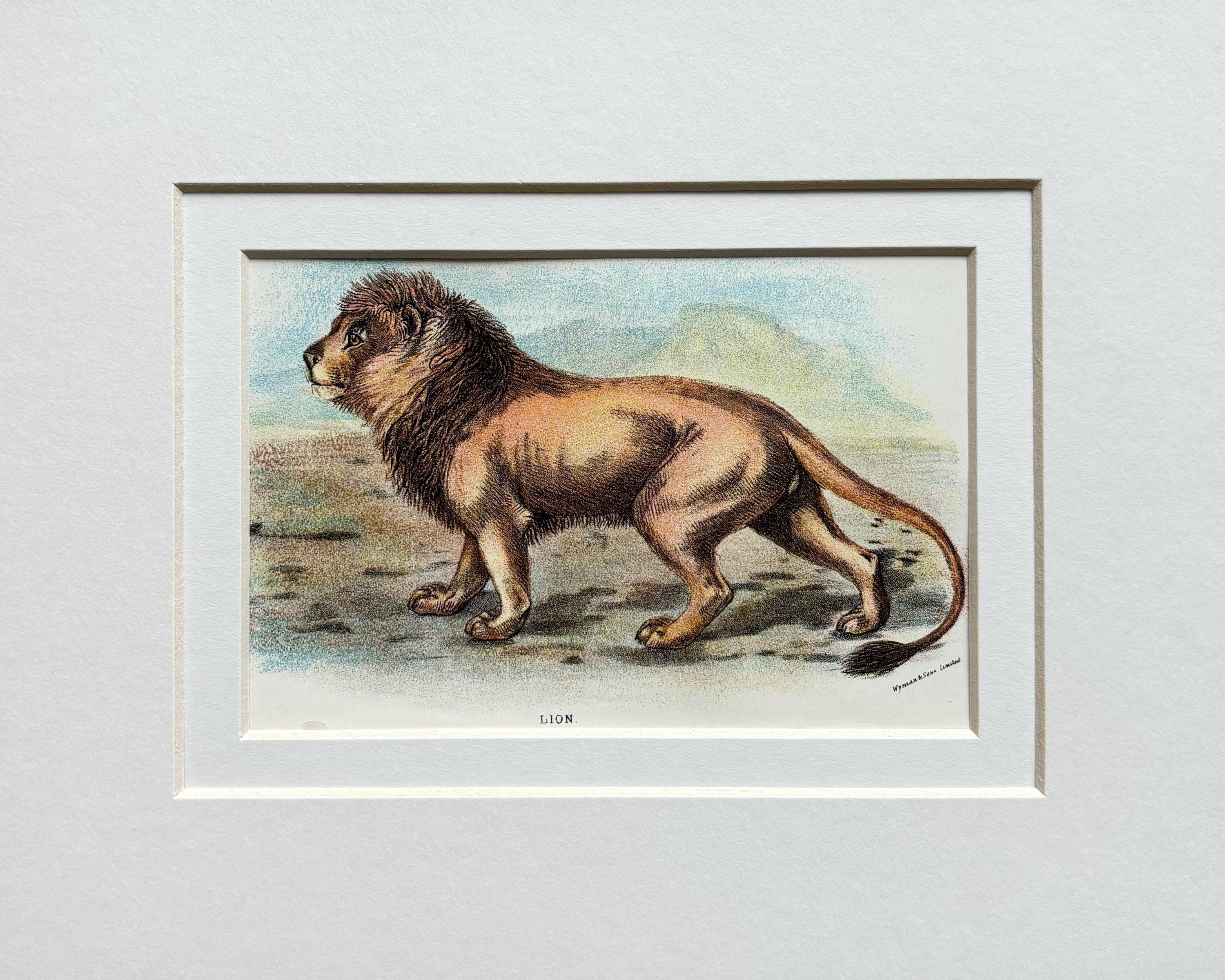 オリジナルアンティークイラスト 大型猫プリント 1896年 - ライオン