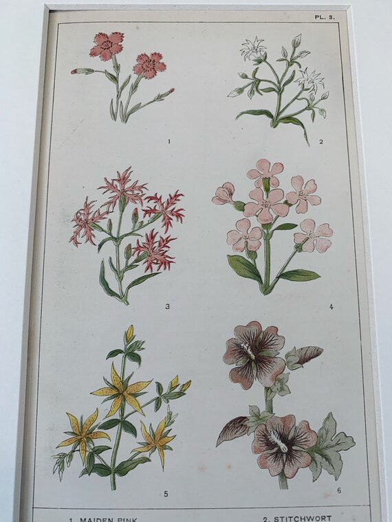 vintage⌇classic flower OP Circa 1870 Original Antique Botanical Wild Flower Lithograph