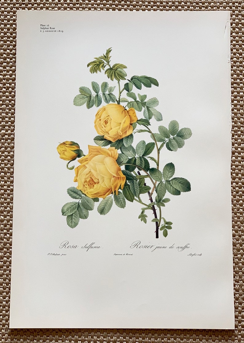 Original 1956 Vintage Large Coloured Lithograph Botanical Print Of Sulphur Rose Flower By PJ Redout\u00e9 1819 Size 19 x 13