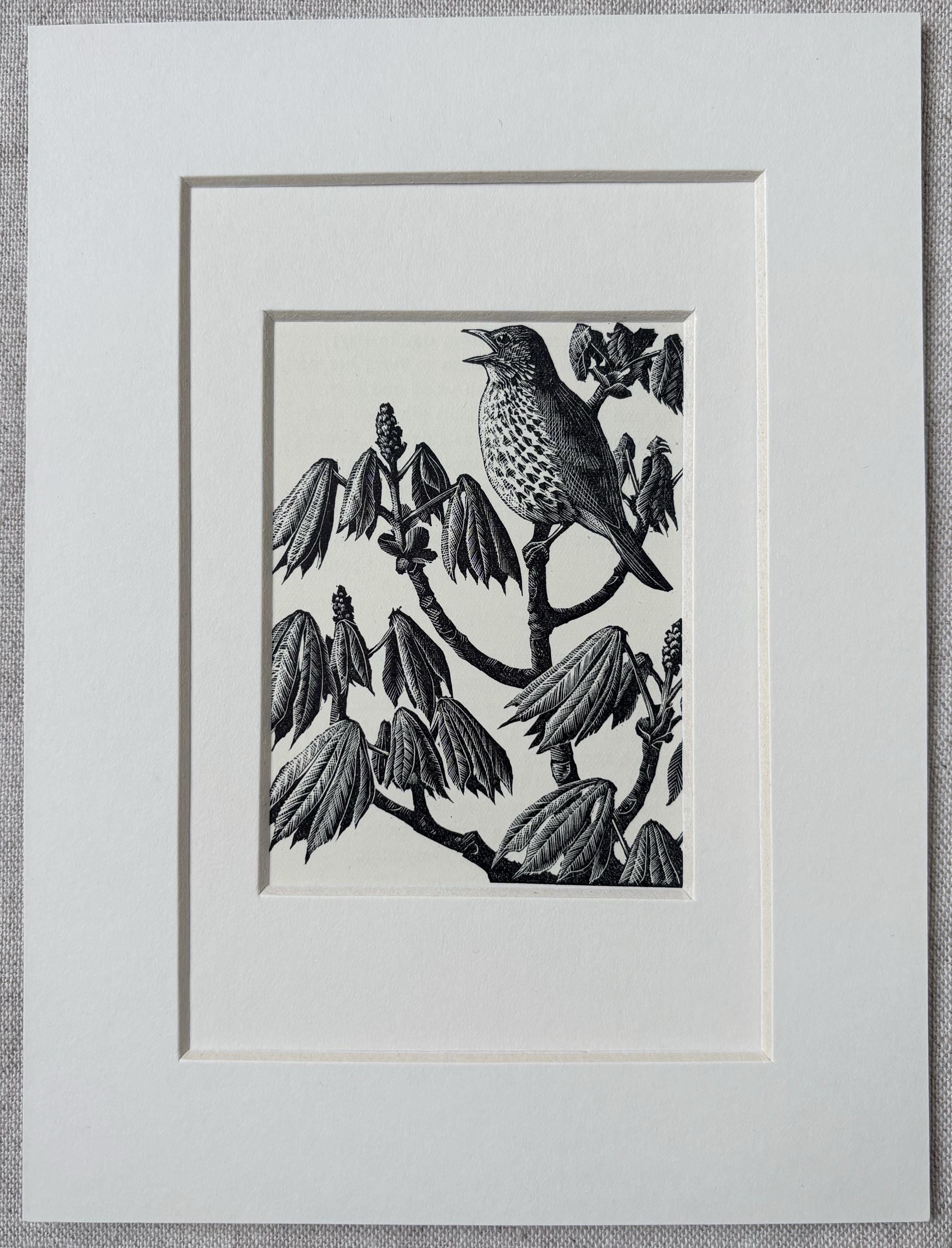 1937 Original Vintage Charles Tunnicliffe Wood Engraving Bird