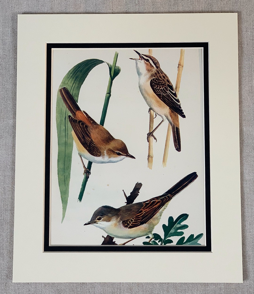 1947 Original Vintage Lithograph Bird Print of Reed - Etsy