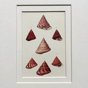 May include: A framed antique print showcasing detailed illustrations of cone-shaped seashells. The shells display intricate patterns in red, brown, and cream hues. The artwork is presented within a white mount, adding to its vintage appeal.